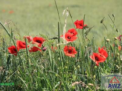 Gewerbeobjekt kaufen in 4755 Schärding