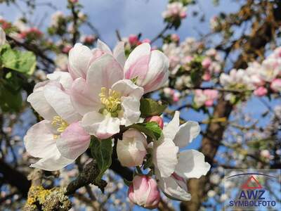 Haus kaufen in 8280 Ostösterreich
