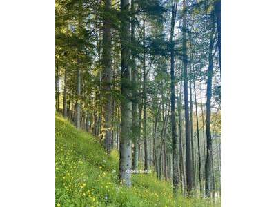 Grundstück kaufen in 8614 Breitenau