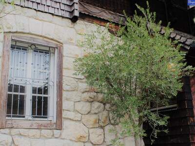 Haus mit Garten kaufen in 5310 St. Lorenz (Bild 5)