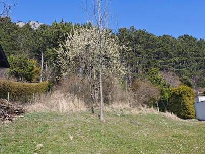 Grundstück kaufen in 2733 Grünbach (Bild 2)