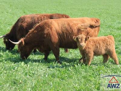 Haus kaufen in 5280 Braunau