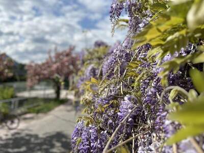 Wohnung kaufen in 9500 Villach (Bild 2)