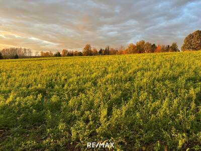 Einfamilienhaus kaufen in 4782 St. Florian
