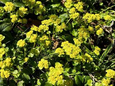 Grundstück kaufen in 5110 Oberndorf (Bild 4)