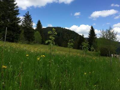 Grundstück kaufen in 8636 Seewiesen (Bild 5)