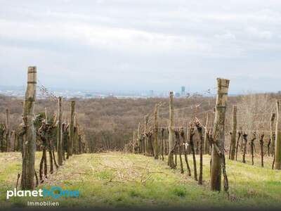 Grundstück kaufen in 2102 Hagenbrunn (Bild 5)