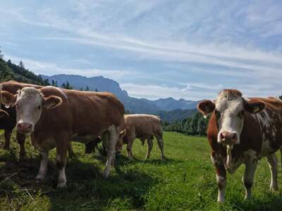 Gewerbeobjekt kaufen in 4563 Micheldorf