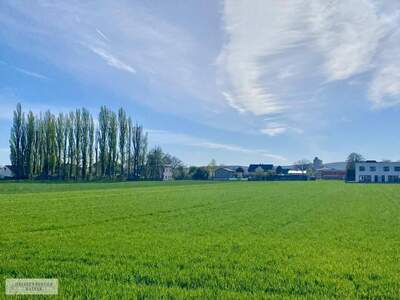 Grundstück kaufen in 2486 Pottendorf