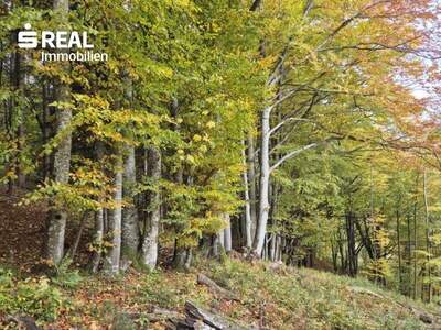 Grundstück kaufen in 3295 Lackenhof (Bild 3)