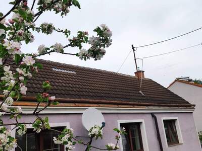 Haus provisionsfrei mieten in 1210 Wien