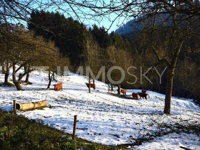 Bauernhaus kaufen in 4391 Waldhausen (Bild 5)