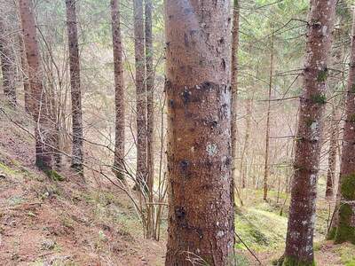 Gewerbeobjekt kaufen in 9344 Weitensfeld