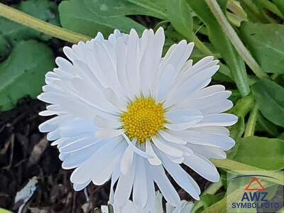 Grundstück kaufen in 4891 Oö