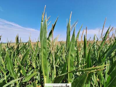 Gewerbeobjekt kaufen in 4654 Bad Wimsbach (Bild 4)