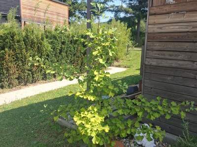 Haus mit Garten kaufen in 7202 Bad Sauerbrunn (Bild 3)