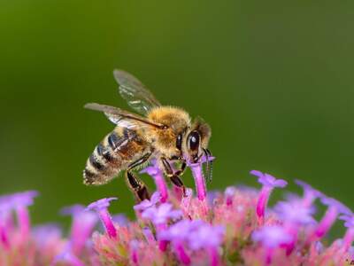 Wohnung mieten in 9100 Völkermarkt (Bild 4)