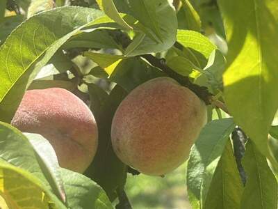 Haus kaufen in 9300 Hörzendorf