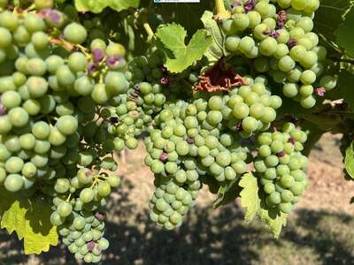 Gewerbeobjekt kaufen in 3491 Straß (Bild 4)