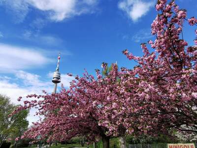 Haus mit Garten mieten in 1210 Wien (Bild 4)