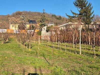 Grundstück kaufen in 2103 Langenzersdorf (Bild 4)