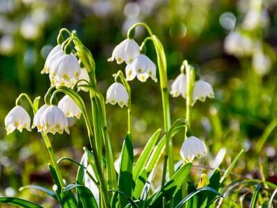 Mietwohnung provisionsfrei in 6134 Vomp