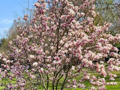 Haus kaufen in 2521 Trumau