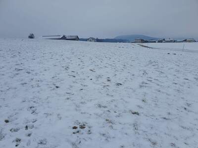 Land- und Forstwirtschaft kaufen in 5211 Friedburg