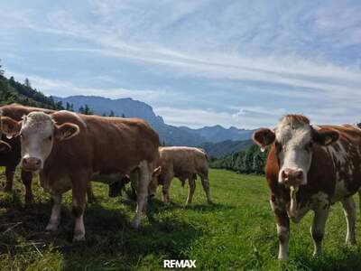 Gewerbeobjekt kaufen in 4563 Micheldorf
