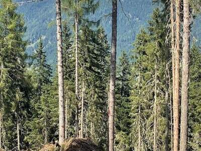 Gewerbeobjekt kaufen in 8861 Sankt Georgen (Bild 4)