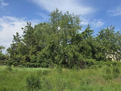 Grundstück kaufen in 2482 Münchendorf