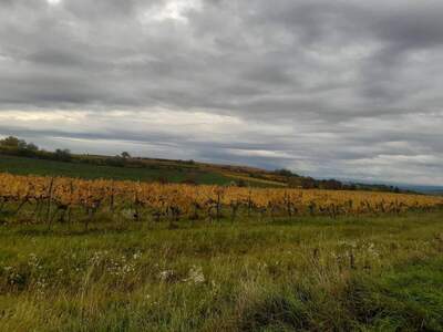 Gewerbeobjekt kaufen in 3550 Langenlois