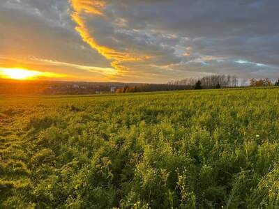 Haus kaufen in 4782 Sankt Florian