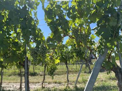 Gewerbeobjekt kaufen in 3492 Engabrunn (Bild 5)