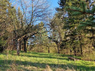 Haus mit Garten kaufen in 3430 Chorherrn (Bild 4)