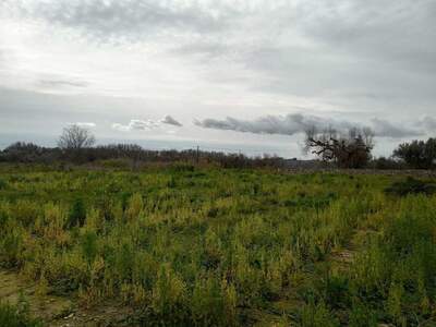 Haus mit Garten kaufen (Bild 2)