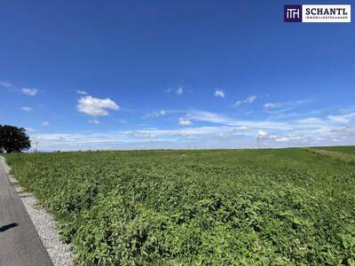 Grundstück kaufen in 2440 Moosbrunn (Bild 4)