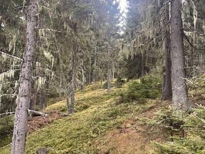 Gewerbeobjekt kaufen in 8850 Murau (Bild 5)