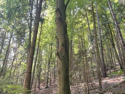 Gewerbeobjekt kaufen in 8051 Thal