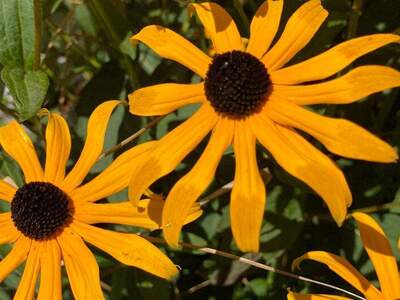 Haus kaufen in 3032 Eichgraben (Bild 5)