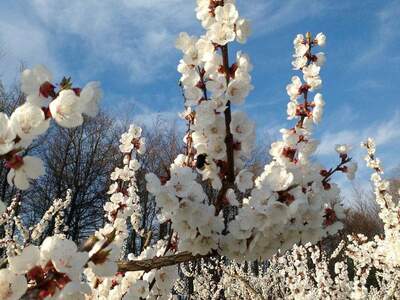 Grundstück provisionsfrei kaufen in 3644 Emmersdorf