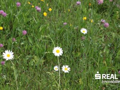 Grundstück kaufen in 6220 Buch (Bild 4)