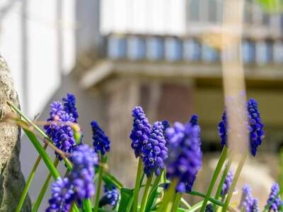 Haus kaufen in 6071 Aldrans