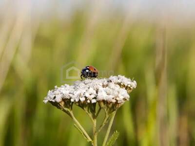 Grundstück kaufen in 2801 Katzelsdorf