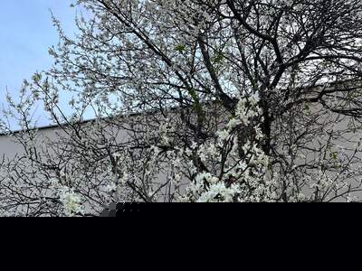 Grundstück kaufen in 3433 Königstetten (Bild 3)