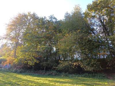 Gewerbeobjekt kaufen in 4941 Mehrnbach (Bild 4)