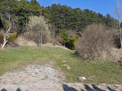 Grundstück kaufen in 2733 Grünbach (Bild 4)