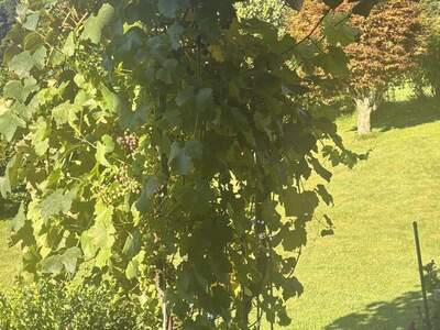 Wohnung mieten in 6373 Jochberg (Bild 5)