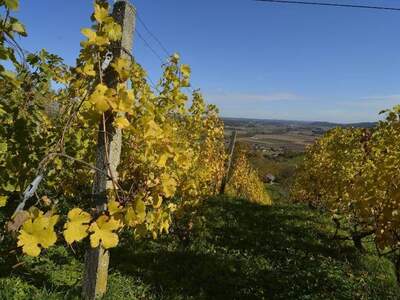 Gewerbeobjekt kaufen in 8280 Fürstenfeld