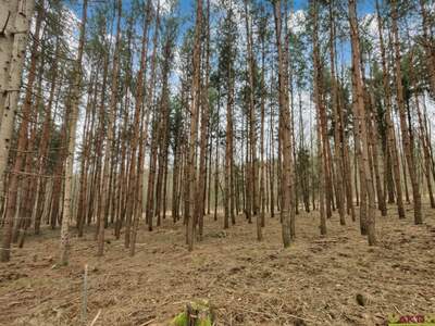 Grundstück kaufen in 7502 Unterwart (Bild 3)